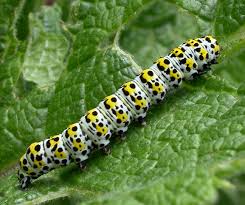 Attēlu rezultāti vaicājumam “Cucullia verbasci”