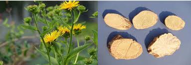 Attēlu rezultāti vaicājumam “Inula helenium flower”