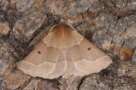 Attēlu rezultāti vaicājumam “Crocallis elinguaria larva”