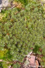 Attēlu rezultāti vaicājumam “Polytrichales”