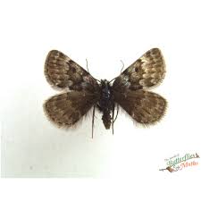 Attēlu rezultāti vaicājumam “Parascotia fuliginaria”