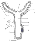 Hydra Anatomy