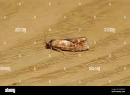 Attēlu rezultāti vaicājumam “Rhyacionia pinicolana”