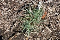 Attēlu rezultāti vaicājumam “Koeleria glauca”