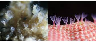 Attēlu rezultāti vaicājumam “Bryozoa”