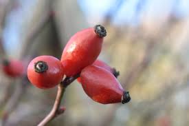 Image result for Rosa canina