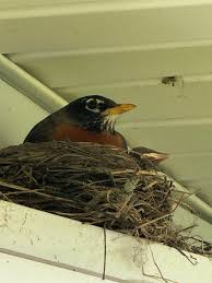 Attēlu rezultāti vaicājumam “Erithacus rubecula nest”