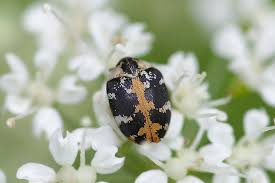 Attēlu rezultāti vaicājumam “Anthrenus sp.”