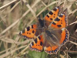 Image result for Small Tortoiseshell