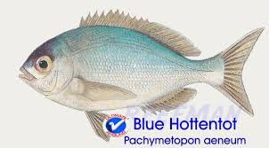 Image result for Pachymetopon grande