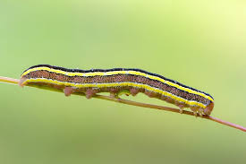 Attēlu rezultāti vaicājumam “Ceramica pisi”