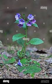 Attēlu rezultāti vaicājumam “Pulmonaria obscura bud”