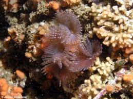 Attēlu rezultāti vaicājumam “Amaurochaete sp.”