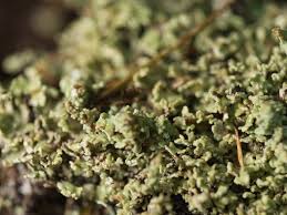 Attēlu rezultāti vaicājumam “Cladonia caespiticia”