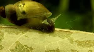 Attēlu rezultāti vaicājumam “Lymnaeidae”