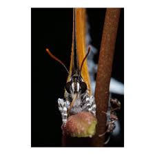 Attēlu rezultāti vaicājumam “Diacrisia sannio female”