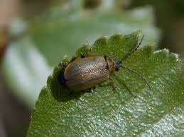 Attēlu rezultāti vaicājumam “Lochmaea caprea”