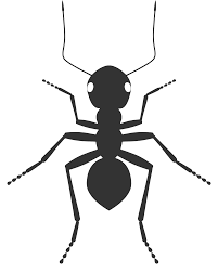 Attēlu rezultāti vaicājumam “Nematus salicis”