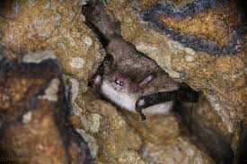 Attēlu rezultāti vaicājumam “Myotis daubentonii”