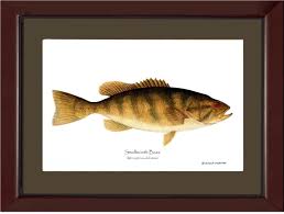 Image result for Micropterus