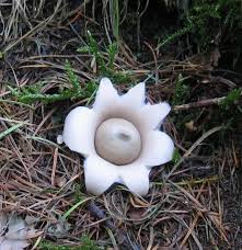 Attēlu rezultāti vaicājumam “Geastrum fimbriatum”