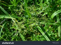 Attēlu rezultāti vaicājumam “Scirpus sylvaticus flower”