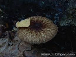 Attēlu rezultāti vaicājumam “Pluteus umbrosus”