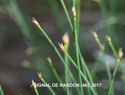 Attēlu rezultāti vaicājumam “Trichophorum cespitosum fruit”