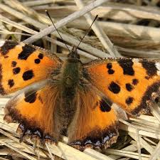 Attēlu rezultāti vaicājumam “Nymphalis xanthomelas pupa”