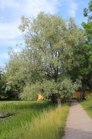 Attēlu rezultāti vaicājumam “Salix alba var. sericea”