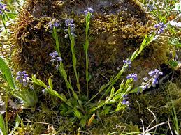 Attēlu rezultāti vaicājumam “Polygala amarella flower”