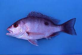 Image result for Lutjanus campechanus