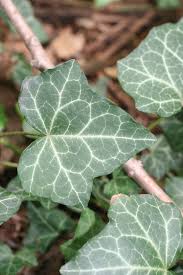 Attēlu rezultāti vaicājumam “Hedera helix  leaf”