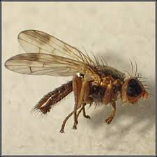 Attēlu rezultāti vaicājumam “Centaurea scabiosa fruit”