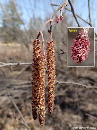 Attēlu rezultāti vaicājumam “Alnus glutinosa female flower”