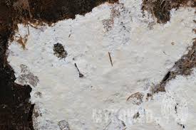 Attēlu rezultāti vaicājumam “Skeletocutis odora”