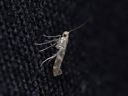 Attēlu rezultāti vaicājumam “Gracillaria syringella imago”