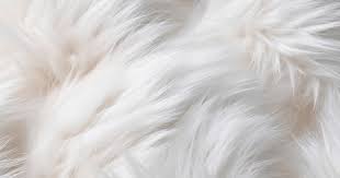 Image result for white rabbit skin texture