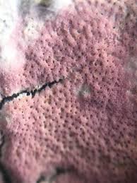 Attēlu rezultāti vaicājumam “Ceriporia purpurea”