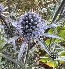 Attēlu rezultāti vaicājumam “Eryngium planum”
