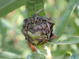 Attēlu rezultāti vaicājumam “Rabdophaga salicis”