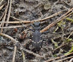 Attēlu rezultāti vaicājumam “Cicindela sylvatica”