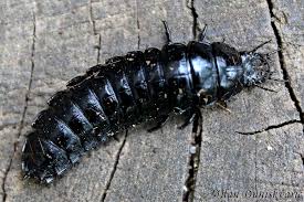 Attēlu rezultāti vaicājumam “Silpha sp.”