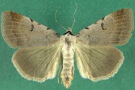 Attēlu rezultāti vaicājumam “Lygephila viciae”