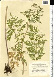 Attēlu rezultāti vaicājumam “Conioselinum tataricum”