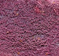 Attēlu rezultāti vaicājumam “Ceriporia purpurea”