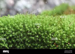 Attēlu rezultāti vaicājumam “Bartramia pomiformis”