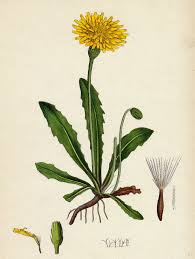 Attēlu rezultāti vaicājumam “Leontodon hispidus fruit”