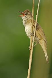 Attēlu rezultāti vaicājumam “Acrocephalus arundinaceus adult”