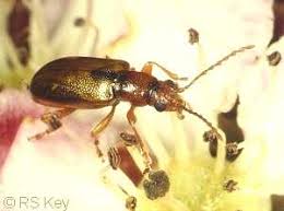 Attēlu rezultāti vaicājumam “Orsodacne cerasi”